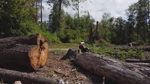 Best Utility Line Clearance  in Bradner, OH