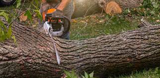 How Our Tree Care Process Works  in  Bradner, OH
