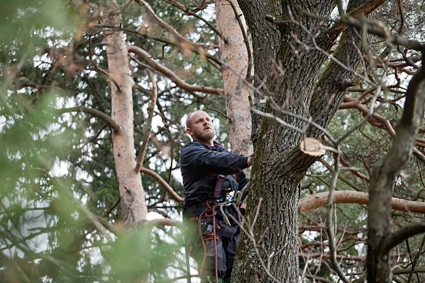 Best Tree Risk Assessment  in Bradner, OH